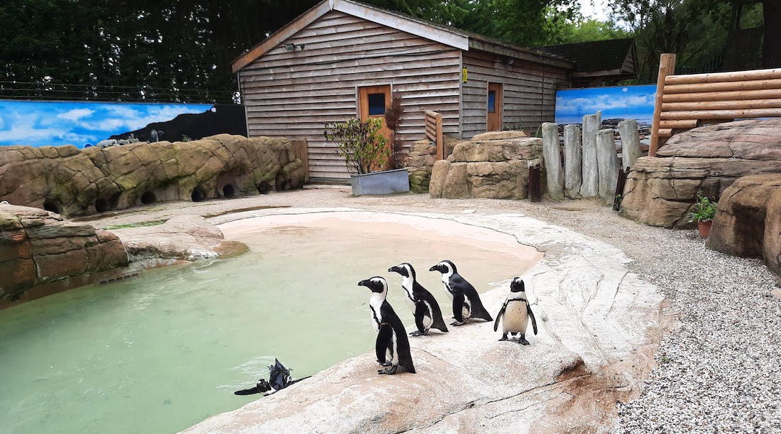 A day out at Paradise Wildlife Park penguins