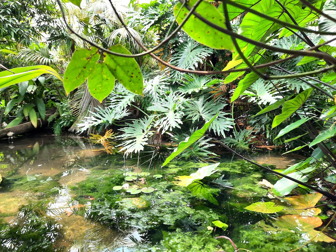 A day out at The Living Rainforest interior