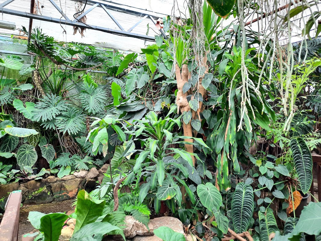A day out at The Living Rainforest plants on show