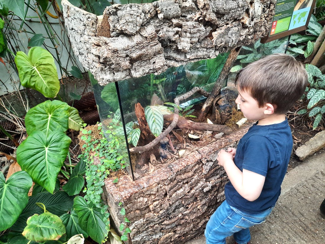 A day out at The Living Rainforest reptiles