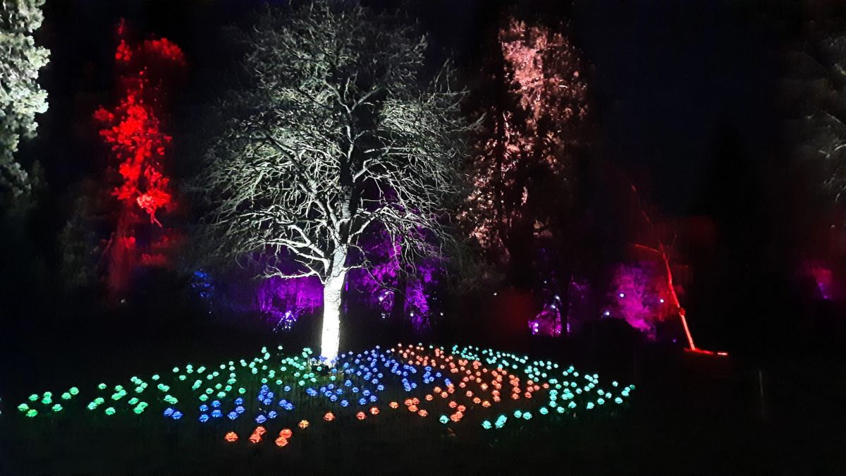 A night out at Christmas at Waddesdon lights in trees