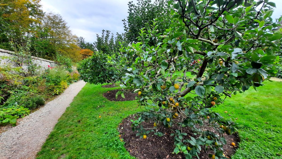 A day out at Hughenden, National Trust Apple Orchards