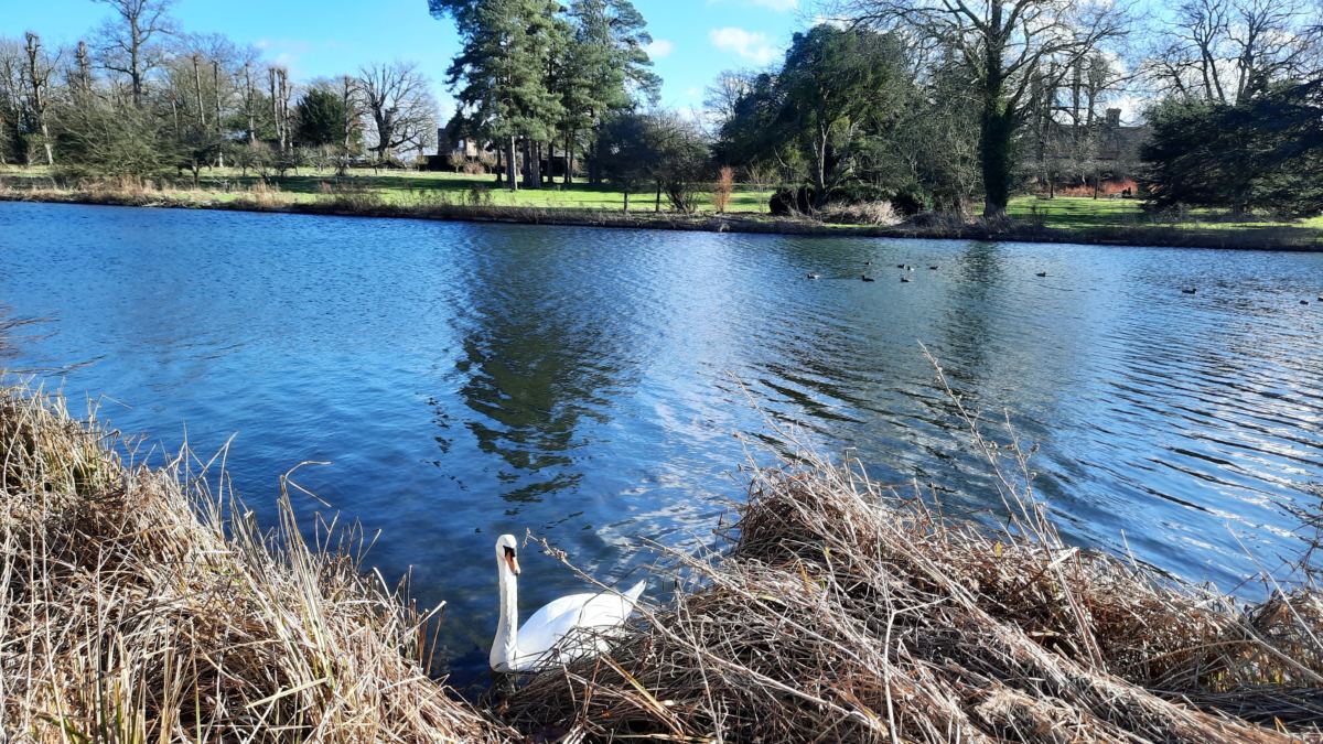 A day out at The Vyne, National Trust swans