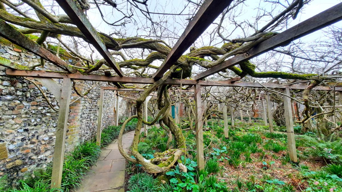 Greys Court National Trust walled garden twisted tree