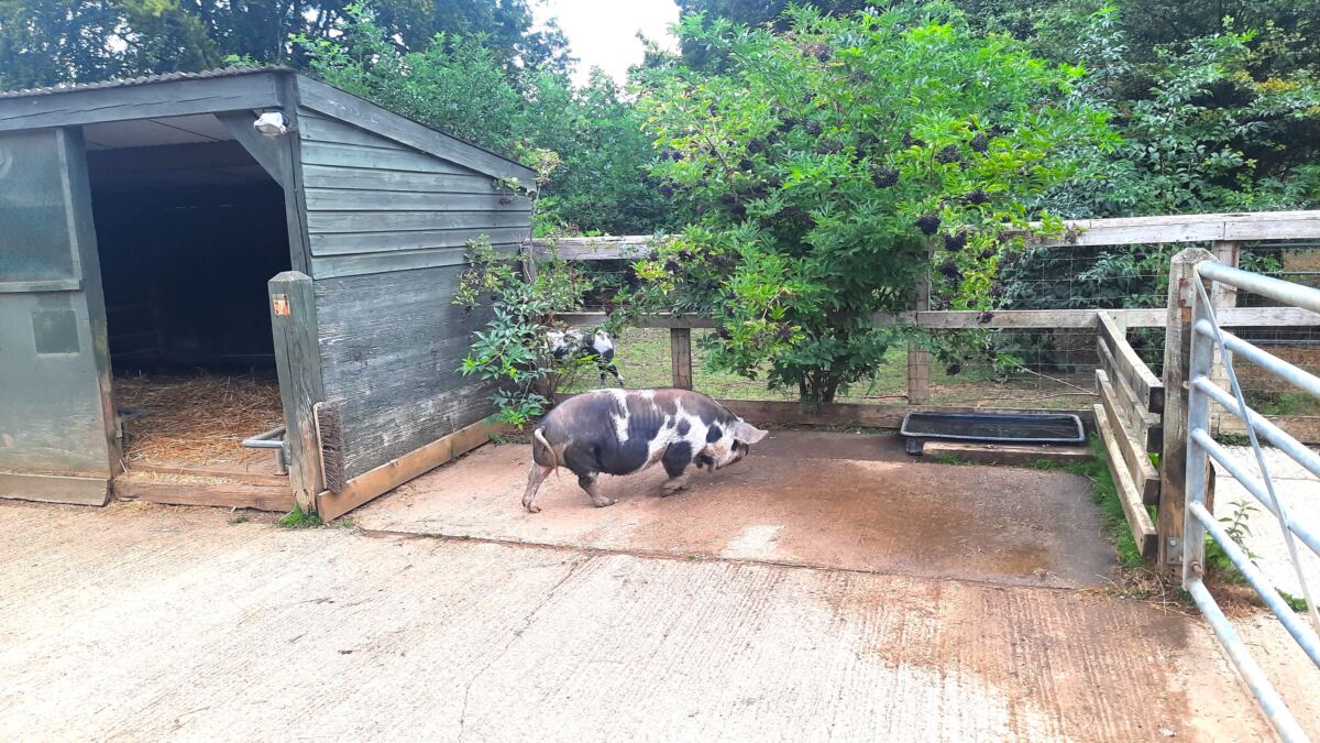 Beale Wildlife Park Review pigs