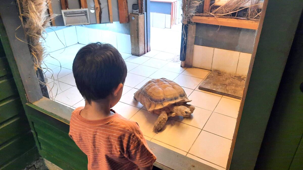 Beale Wildlife Park Review tortoise