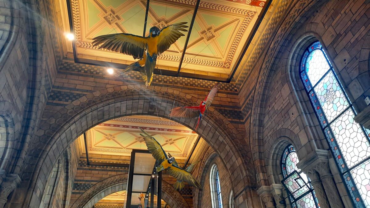 Natural History Museum Review birds