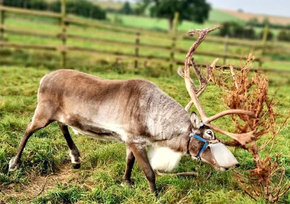 6 of the best things to do at Hogshaw Farm in autumn and winter reindeers