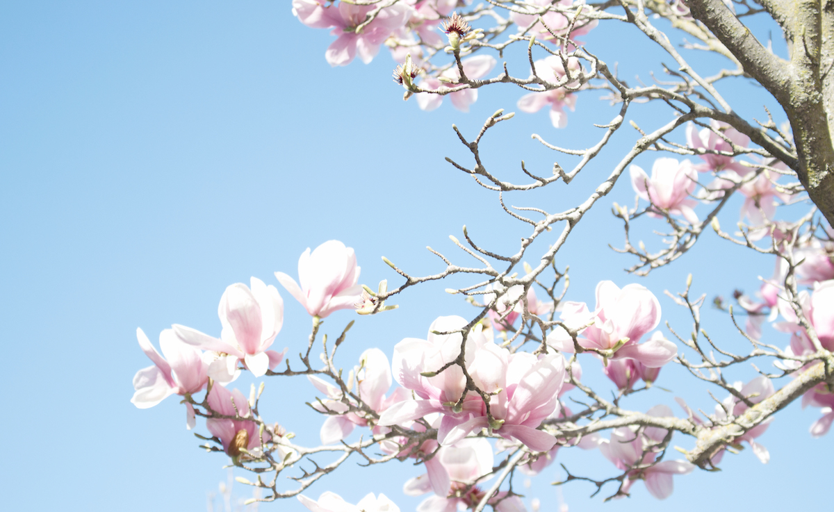 10 spring activities to do with kids Cherry Blossom
