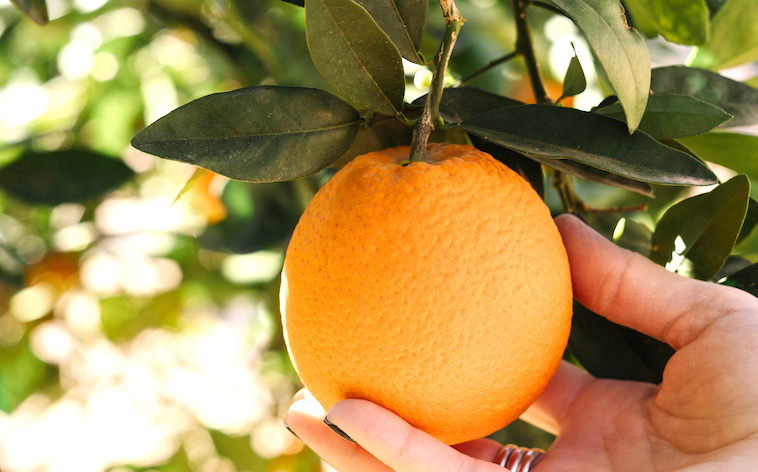 Woman picking an orange - things to add to a summer family bucket list.