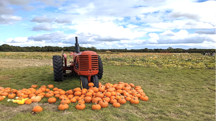 Tractor behind a pile of pumpkins - picking pumpkins is one of many great family Halloween traditions.