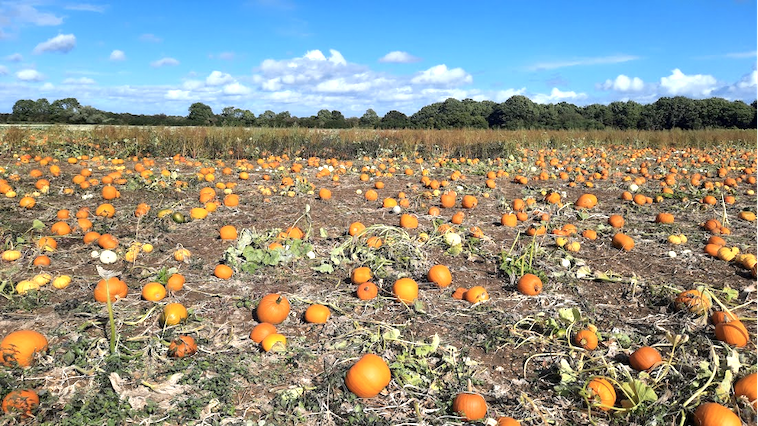 Field of pumpkins - picking pumpkins is one of many great family Halloween traditions.