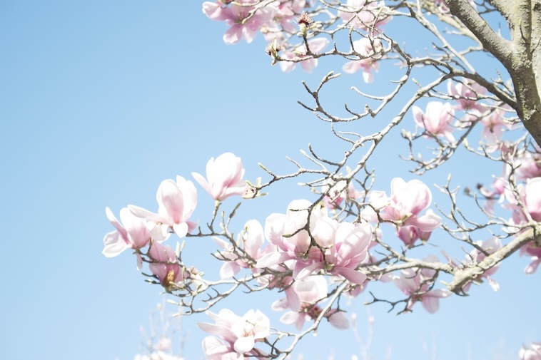 Cherry Blossoms - finding new flowers is one of the ways of helping children cope with grief.