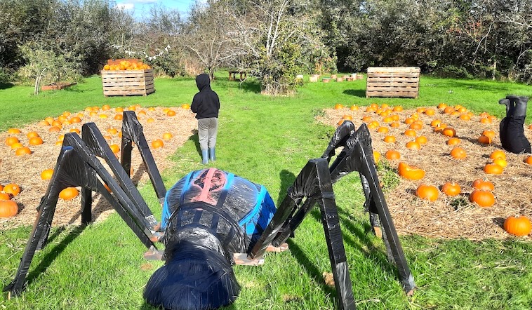 Boy standing in the middle of pumpkins and a giant spider - picking pumpkins is one of many great family Halloween traditions.